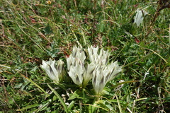 Gentiana algida