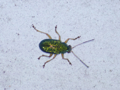 Colaspis