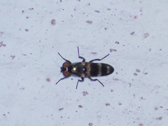 Diptera