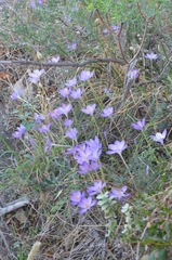 Crocus goulimyi