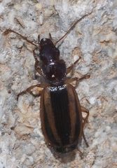 Cymindis lineola