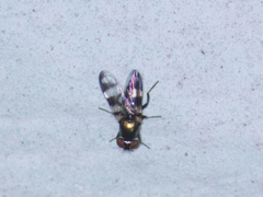 Diptera