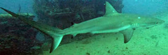 Carcharhinus perezii