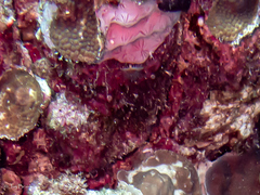 Halisarca caerulea
