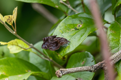 Helias phalaenoides