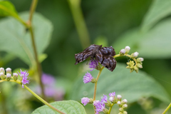 Helias phalaenoides