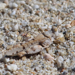 Cibolacris parviceps