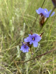 Aristea ecklonii
