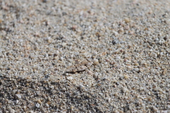 Cibolacris parviceps