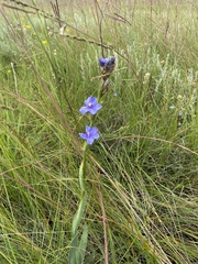 Aristea ecklonii