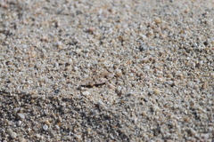 Cibolacris parviceps