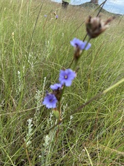 Aristea ecklonii