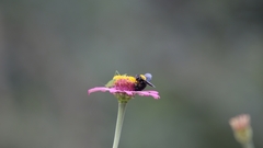 Xylocopa aestuans