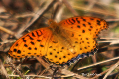 Argynnis hyperbius hyperbius