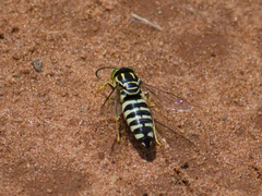 Bicyrtes variegatus