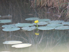Nuphar