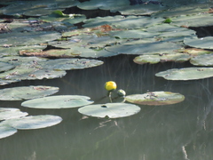 Nuphar