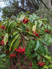 Photinia davidiana