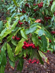 Photinia davidiana