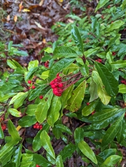 Photinia davidiana