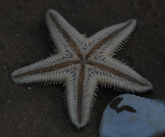 Astropecten