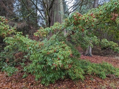 Photinia davidiana