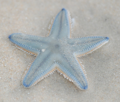 Astropecten