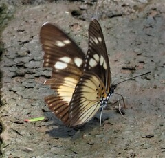 Pseudacraea lucretia