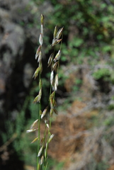 Melica stricta