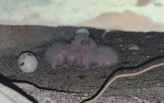 Psittacara leucophthalmus