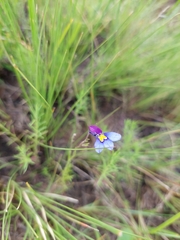 Monopsis decipiens