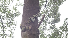 Hoya