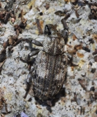 Entomoderus