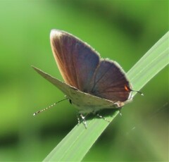 Eicochrysops hippocrates