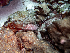 Cephalopholis cruentata