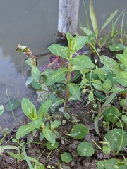 Limnophila aromatica