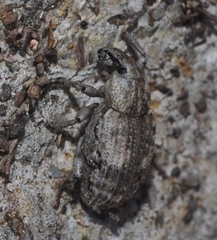Entomoderus