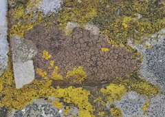 Acarospora nitrophila