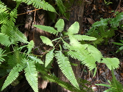 Dicranopteris linearis