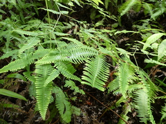 Dicranopteris linearis