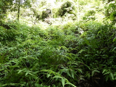 Dicranopteris linearis