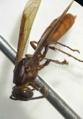 Apoica