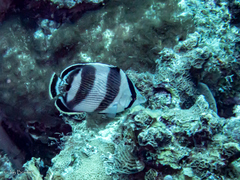 Chaetodon striatus