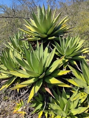 Agave convallis