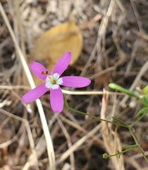 Centaurium cachanlahuen