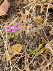 Centaurium cachanlahuen