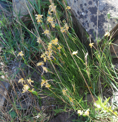 Narcissus assoanus