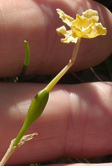 Narcissus assoanus