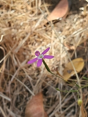 Centaurium cachanlahuen