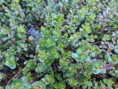 Rotala rotundifolia